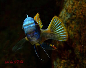 Labeotropheus trewavasae 'Makankha Reef'